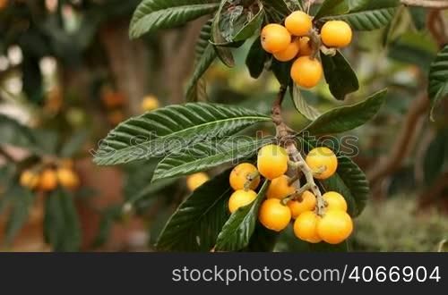 Picking loquats from the tree. Collecting spring fresh fruit with a secateurs or garden scissors. Macrobiotic and bio way of living. Healthy food. Organic food.