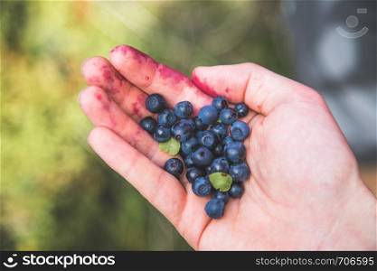Picking or collecting fresh ripe blueberries while hiking on the mountains