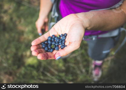 Picking or collecting fresh ripe blueberries while hiking on the mountains