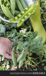 Picking pea plants in a garden. Close up pea beans on daylight. Exterior shot. Organic farm concept. Hands hold pea plant.