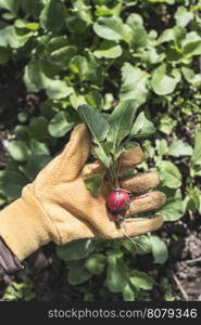 Picking radishes in the garden. Sunlight