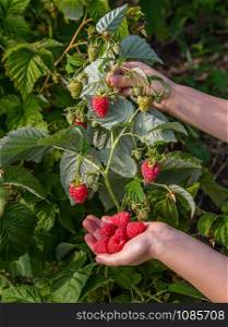 Picking raspberries. A girl gathers fresh fruits on an organic raspberry farm. Children sit down and pick berries.. Picking raspberries. A girl gathers fresh fruits on an organic raspberry farm.