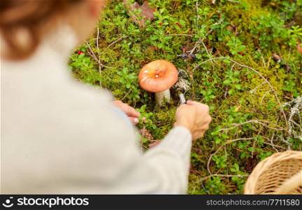 picking season, leisure and people concept - close up of young woman with basket and knife cutting mushroom in autumn forest. young woman picking mushrooms in autumn forest