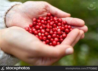 picking season, nature and forest concept - close up of young woman holding red berries in hands. close up of young woman holding berries in hands