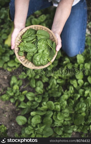 Picking spinach in a home garden. Bio spanach.