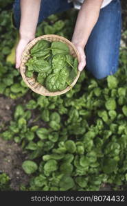 Picking spinach in a home garden. Bio spanach.