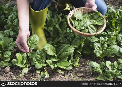 Picking spinach in a home garden. Bio spanach.