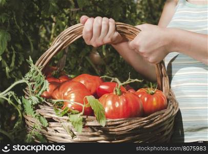 Picking tomatoes in basket. Private garden