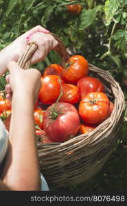 Picking tomatoes in basket. Private garden