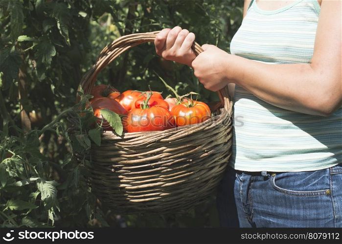Picking tomatoes in basket. Private garden