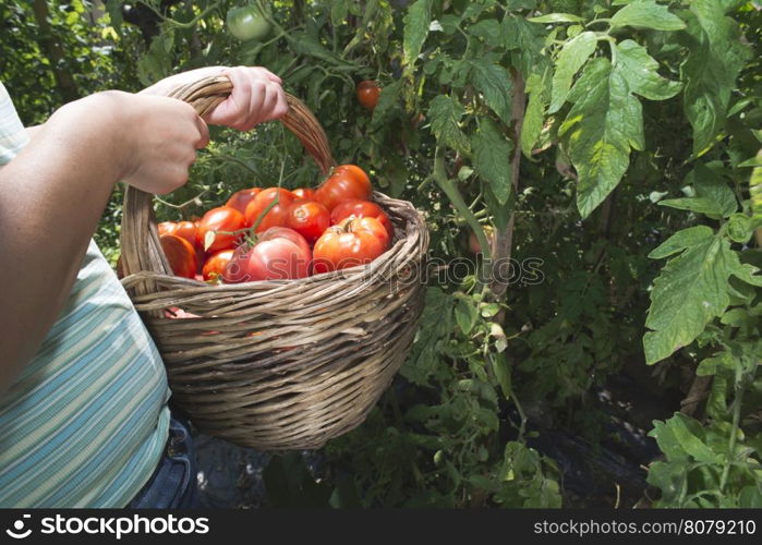 Picking tomatoes in basket. Private garden