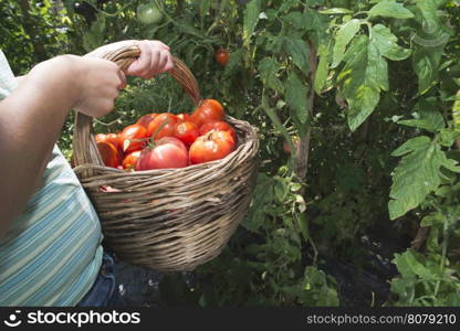 Picking tomatoes in basket. Private garden