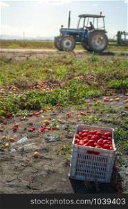 Picking tomatoes manually in crates. Tomato farm and tractor. Tomato variety for canning. Growing tomatoes in soil on the field. Sunny day.