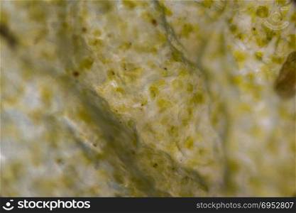 Pickled cucumber under the microscope.