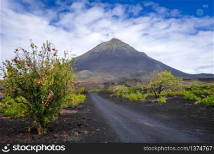 Pico do Fogo and vine growing in Cha das Caldeiras, Cape Verde. Pico do Fogo and vines in Cha das Caldeiras, Cape Verde