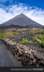 Pico do Fogo and vine growing in Cha das Caldeiras, Cape Verde. Pico do Fogo and vines in Cha das Caldeiras, Cape Verde