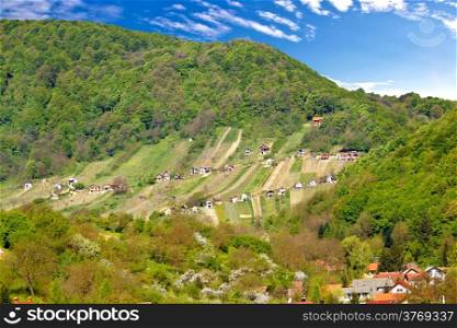 Pictoresque vineyard hill in Zagorje, green region of Croatia