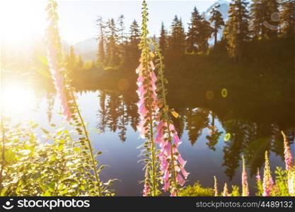 Picture lake and mount Shuksan, Washington