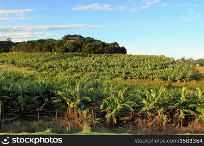 Picture of a Banana Plantation with Bright Blue Sunny Sky