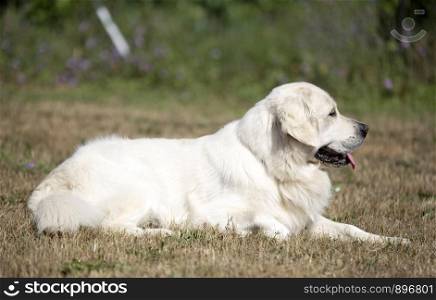 picture of a beautiful male golden retriever