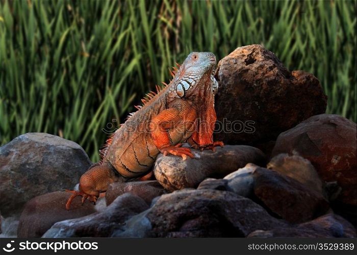 Picture of a Giant Iguana on Rocks with Natural Background