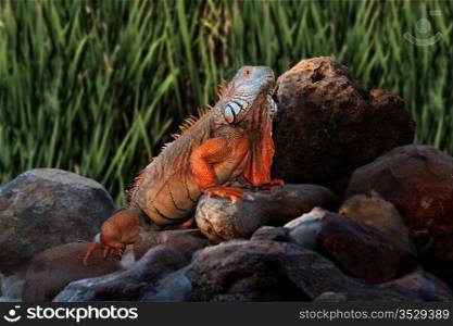 Picture of a Giant Iguana on Rocks with Natural Background