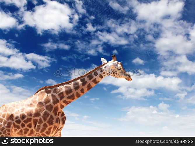 Picture of a giraffe standing against sky