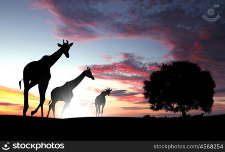Picture of a giraffe standing against sky