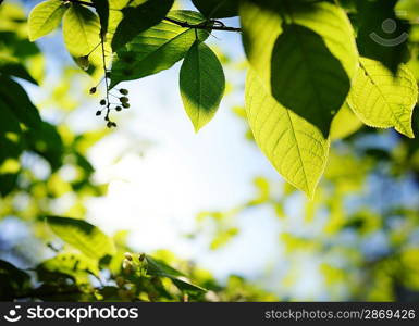 Picture of a green leaves over abstract blurred background