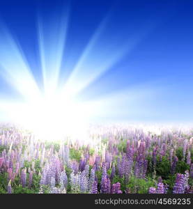 picture of a meadow full of flowers and shining sun