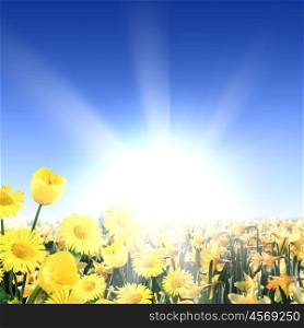 picture of a meadow full of flowers and shining sun