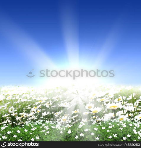 picture of a meadow full of flowers and shining sun