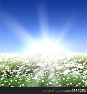 picture of a meadow full of flowers and shining sun