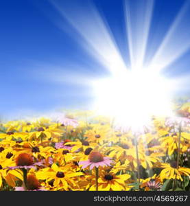 picture of a meadow full of flowers and shining sun