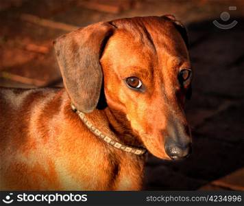 Picture of a Miniature Dachshund with a Soft Questioning Look
