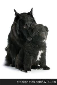 picture of a puppy and adult belgian sheepdog groenendael