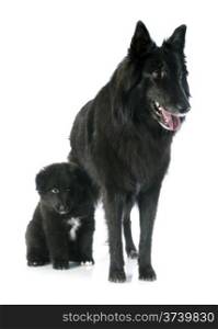 picture of a puppy and adult belgian sheepdog groenendael