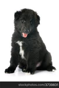 picture of a puppy belgian sheepdog groenendael