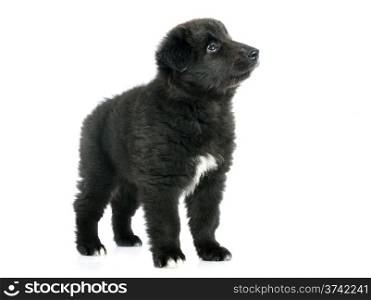 picture of a puppy belgian sheepdog groenendael