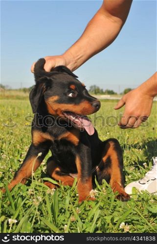 picture of a puppy purebred rottweiler being reprimanded.