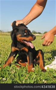 picture of a puppy purebred rottweiler being reprimanded.