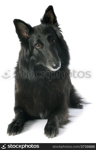 picture of a purebred belgian sheepdog groenendael