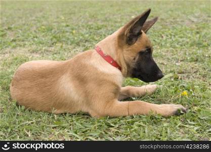 picture of a purebred belgian sheepdog malinois
