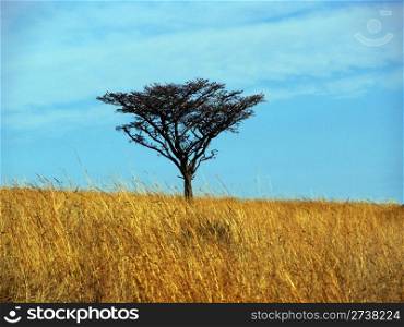 Picture of a Single Thorn Tree in a Long Yellow Brown Grass Field
