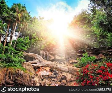 Picture of a tropical background