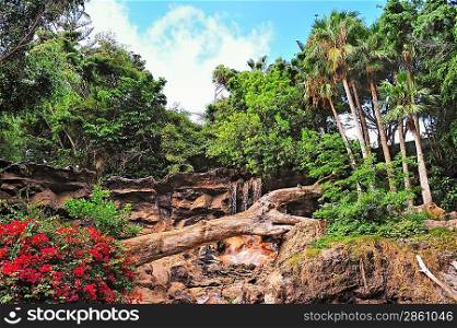Picture of a tropical background