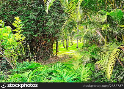 Picture of a tropical forest background