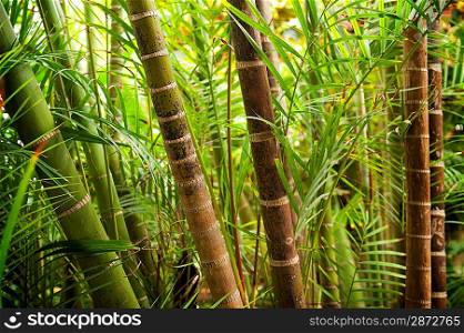 Picture of a tropical forest background
