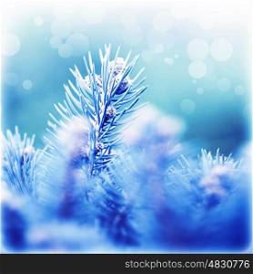 Picture of abstract fir tree background, beautiful coniferous branches covered with blue rime, Christmas greeting card, weather of december, New Year holiday, spruce forest covered by hoar