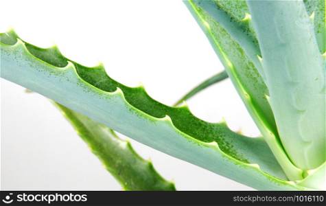 Picture of aloe vera leaves.